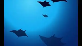 Underwater Animation on Aftereffects using puppet tool