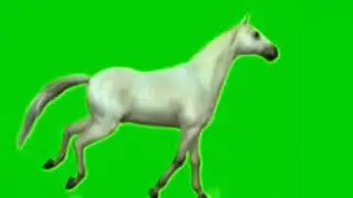 Horses running green screen animations @Editor G