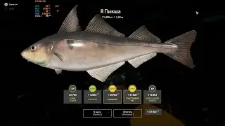 RF4. Норвежское море. Пикша