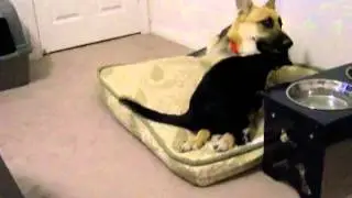 бешеный кот атакует собаку