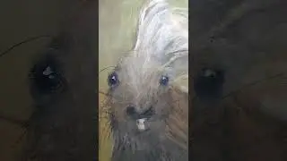 ~годзила~ дикобраз