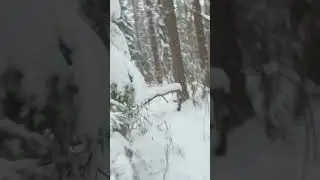Петарда cobra