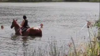swimming with horses at Dune Lakes Lodge, New Zealand