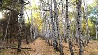 Микродозинг мухомора + ежовика это спасение