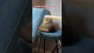 Старое видео, но очень жизненно до сих пор😂 #кошки #жизненныеистории #p_online