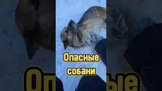 О бездомных животных 🐾 