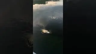 Ратлин Z-Vib универсальная приманка жерех-судак!