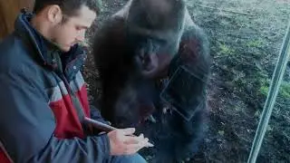 MONKEYS AT WORK Funny Compilation