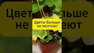 Листья больше не желтеют!  