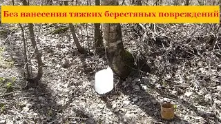 Как собирать березовый сок. Щадящий метод.