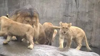 Lion cubs meet dad   t