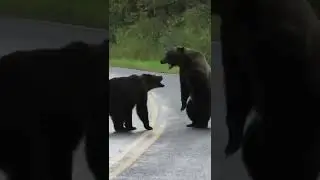 This Is How Brutal Bear Fights Can Get
