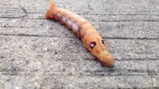 caterpillar
