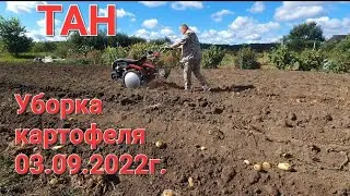Уборка картофеля. мотор сич, в деле. 03.09.22г.