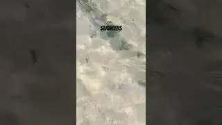 Seaweedsss