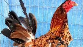 Algo de Nuestros Gallinos ‼️🔥🔥🔥