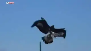 Eagles in the hunt
