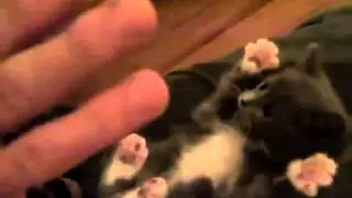 Прикол с кошкой, лучший прикол с котом, животные, кошки 2013, cats 2014, rjirb, ghbrjks c rjirfvb