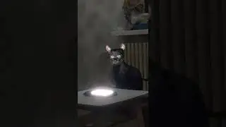 Темной-темной ночью, кошка ... 