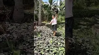 Kumakain ba Kau ng mga ganitong gulay|| Michelle Diaries