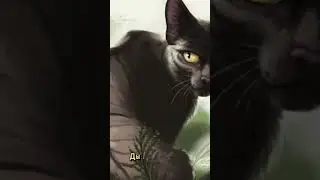 Ну и как мы назовём Белку? ( коты воители) приколы