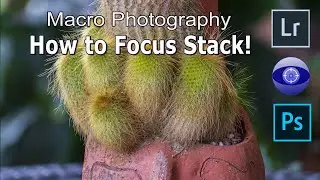 Macro Photography: How to Focus Stack your images!