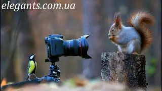 Супер фильм «Смешные эпизоды в мире животных», на elegants.com.ua «Элегант» Сумы (Украина)
