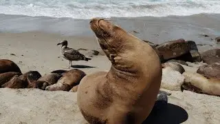 Sea Lion | Leopard Seal | Animal Documentary - 4K Ultra HD Video