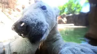 Face-to-face with a Polar Bear cub!