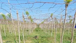 Pruning Pembuahan Kebun Subur01