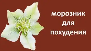 Морозник для похудения  Использование морозника при похудении  Галина Гроссманн