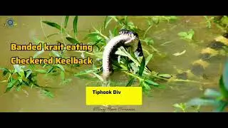 Banded Krait Vs Water Snake (Checkered keelback)