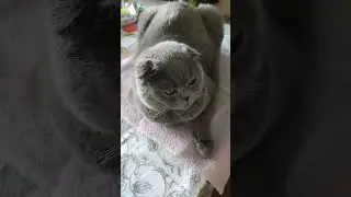 #скоттишфолд