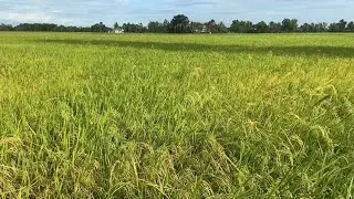 Rural landscape in Cambodia
