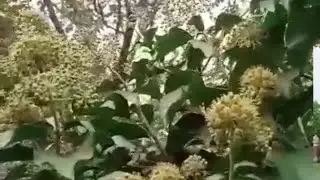 Цветение плюща обыкновенного.