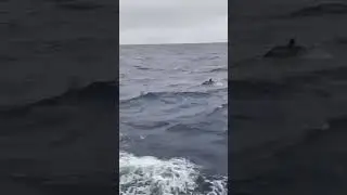 dolphin