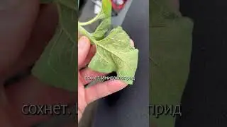 Клещ на подсолнечнике