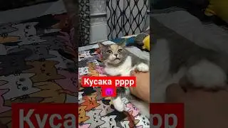 Сломатая кошка! 😲 #кошечки