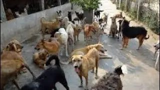 Street Dogs in India | Solution & Government actions for street dogs issues  #streetdogs #tamil