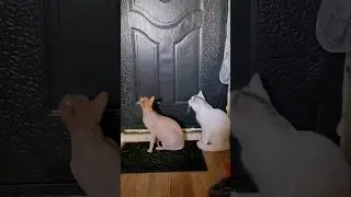 куда это они собрались? #доброеутро #смешнойкот #cat #федя #котыприколы #тихон #приколыскотами
