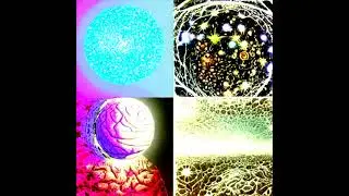 Solaris brain