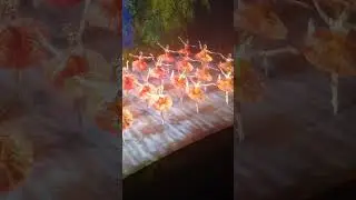 Конек-горбунок, жар-птицы 18.09.2021 утро