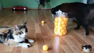 Let's see who likes chasing the ping pong balls!