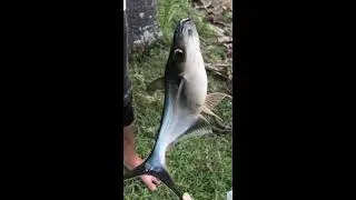 Catch big fish - ចាប់ត្រីធំ