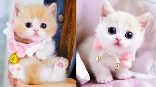Cute little cat 😺 animals 2023 | Cat videos | Part 12
