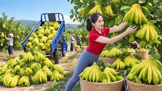 Harvesting Rare Buddha's Hand Fruit to Market | Selling Buddha's hand fruit, papayas, and ducks