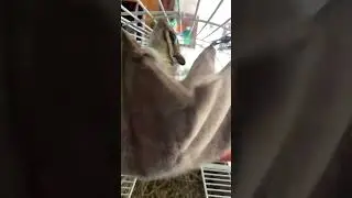 Что это за животное?