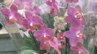 У нас в Сочи невероятный завоз орхидей! 🥳😍
