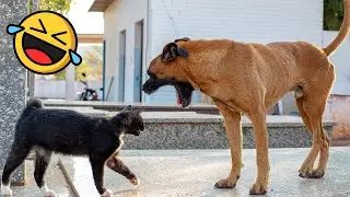 Four-legged Fun: The Most Comical Scenes of Cats and Dogs!