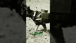 Советские противотанковые собаки.